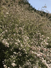 Kunzea tenuicaulis