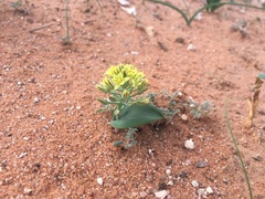 Eriospermum corymbosum