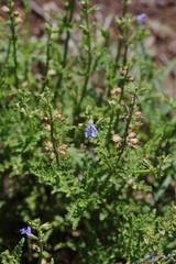 Salvia stenophylla