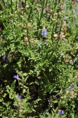 Salvia stenophylla