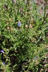 Salvia stenophylla