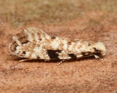 Nemapogon auropulvella