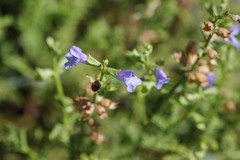 Salvia stenophylla