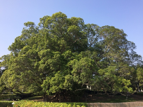 Ficus microcarpa