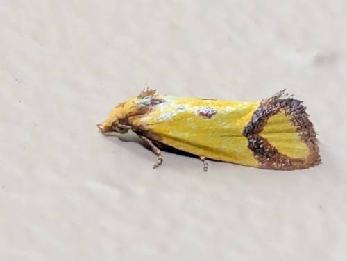 Knapweed Root Moth photo 4