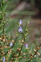Salvia stenophylla
