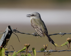 Tyrannus melancholicus