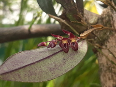 Trichosalpinx blaisdellii