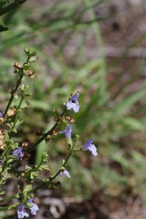 Salvia stenophylla