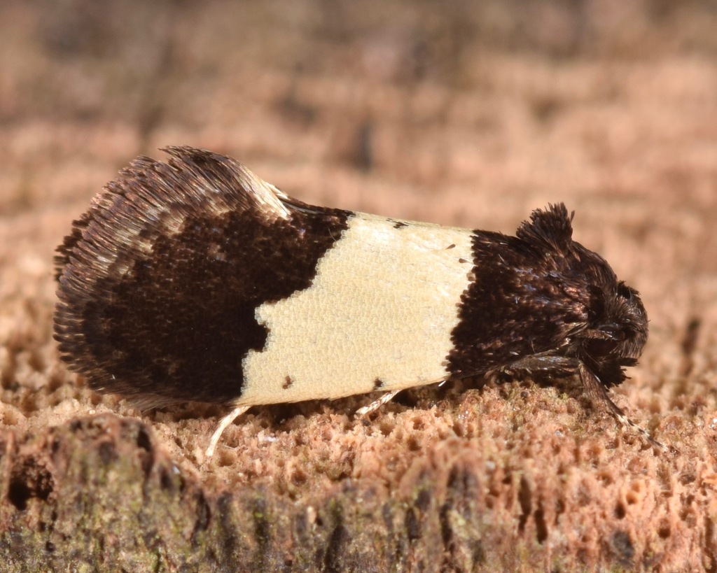 Kearfott's white-banded moth