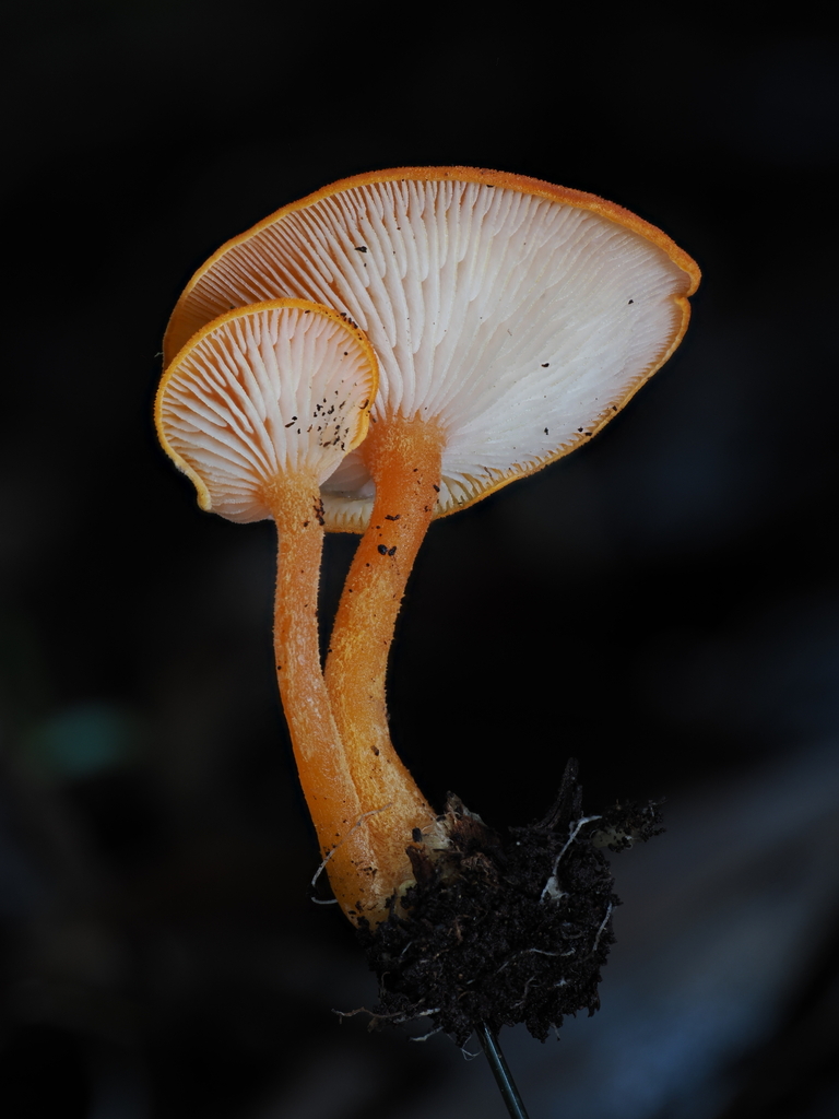 Lactocollybia aurantiaca · November 2025 · photo: © alan_rockefeller (iNaturalist, cc-by-sa)