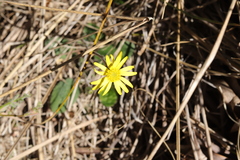 Brachyglottis bellidioides