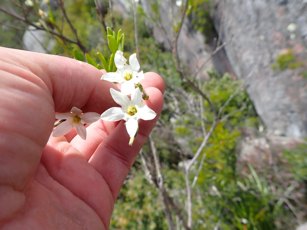 Anthocercis fasciculata