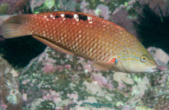 Pseudolabrus luculentus