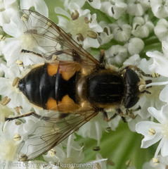 Helophilus lapponicus