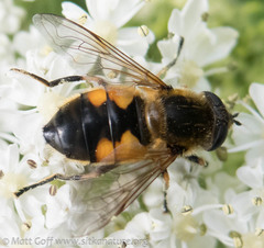 Helophilus lapponicus