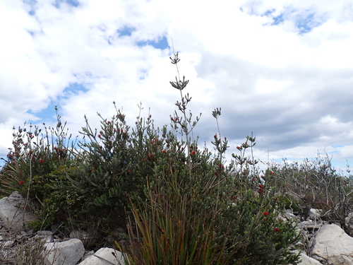 Melaleuca velutina, photograph 6