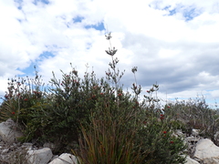 Melaleuca velutina, photograph (c) Em Lamond, some rights reserved (CC BY)