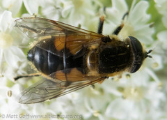 Helophilus lapponicus