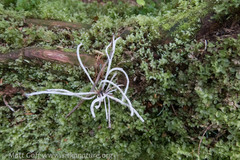 Exobasidium parvifolii