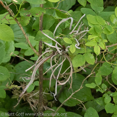 Exobasidium parvifolii