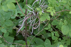 Exobasidium parvifolii