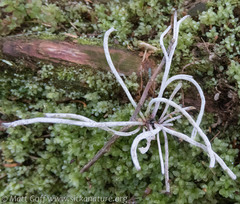 Exobasidium parvifolii