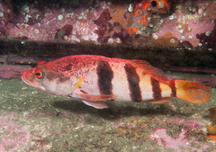 Hypoplectrodes nigroruber