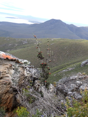 (c) Em Lamond, some rights reserved (CC BY) Melaleuca velutina, photograph (c) Em Lamond, some rights reserved (CC BY)