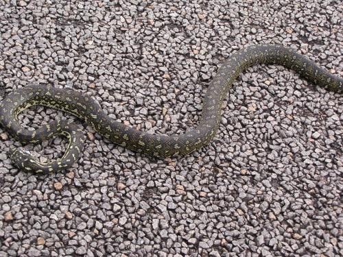 Diamond Python sighting