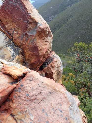 Southwestern Carpet Python sighting