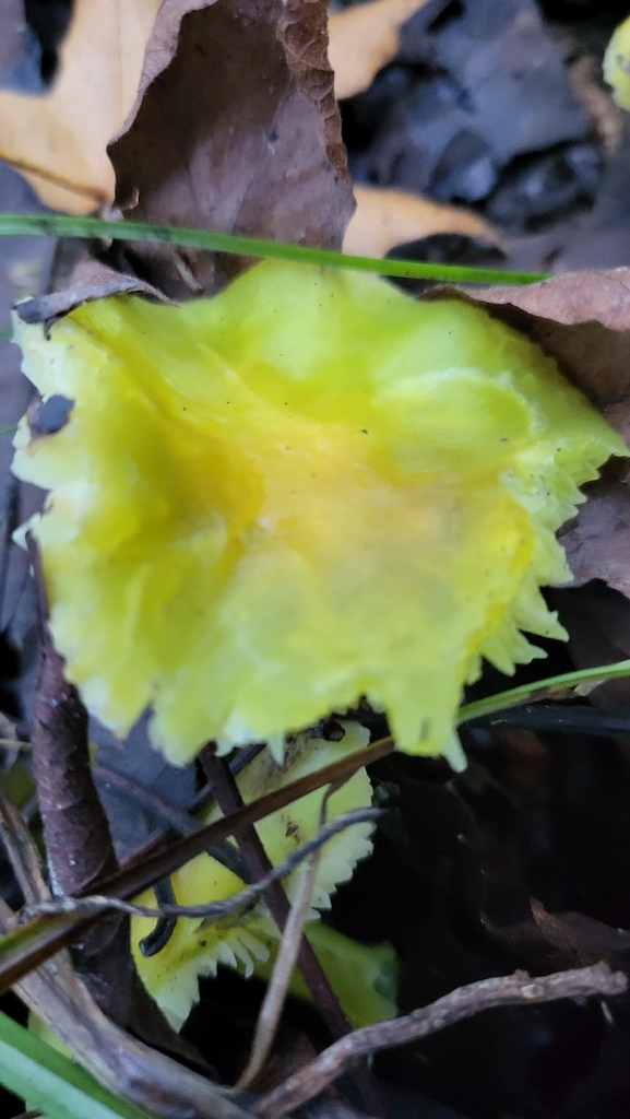 Hygrocybe virescens · November 2025 · photo: © pbrastow (iNaturalist, cc-by)