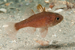 Vincentia novaehollandiae
