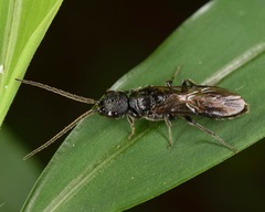 Pristepyris armiferus