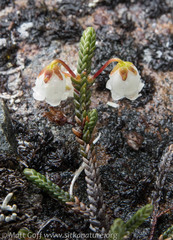 Cassiope lycopodioides