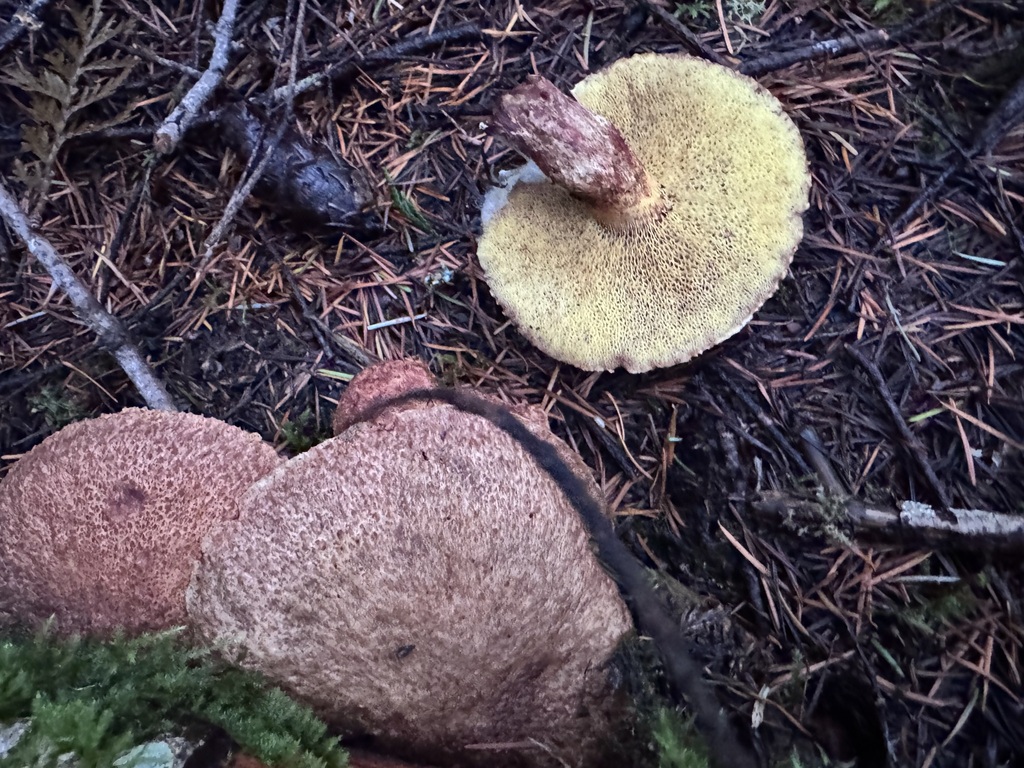 Suillus lakei · November 2025 · photo: © dpcmiller (iNaturalist, cc-by)