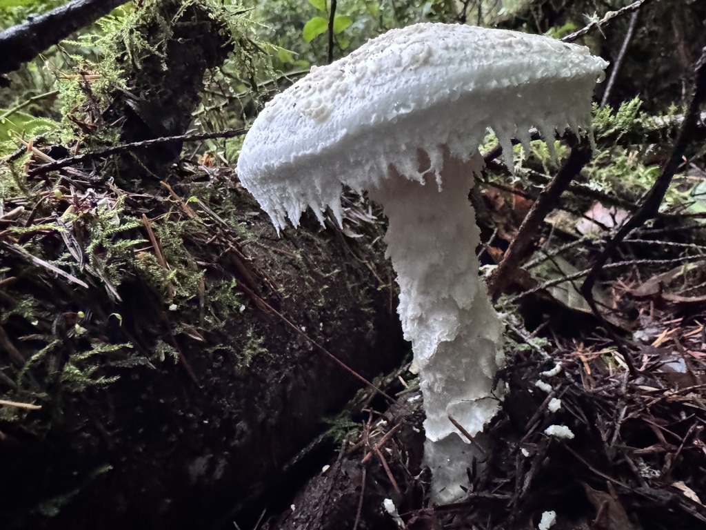 Amanita smithiana · November 2025 · photo: © dpcmiller (iNaturalist, cc-by)
