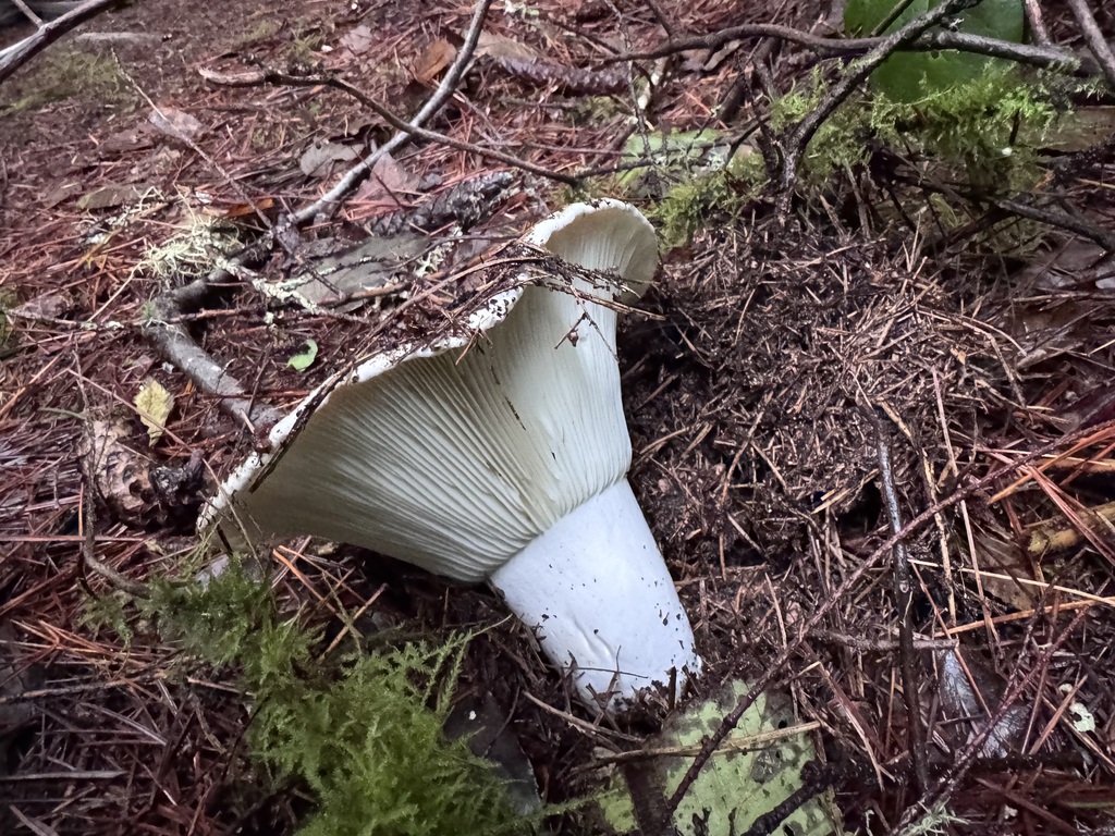 Russula brevipes · November 2025 · photo: © dpcmiller (iNaturalist, cc-by)
