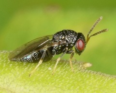 Lyrcus