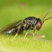 Pteromalinae - Photo (c) skitterbug,  זכויות יוצרים חלקיות (CC BY), הועלה על ידי skitterbug