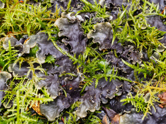 Peltigera dolichorhiza