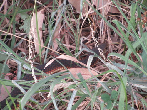 Lowlands Copperhead sighting