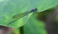 Pseudagrion pruinosum