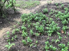 Euthalia adonia pinwilli