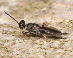 Calosotinae