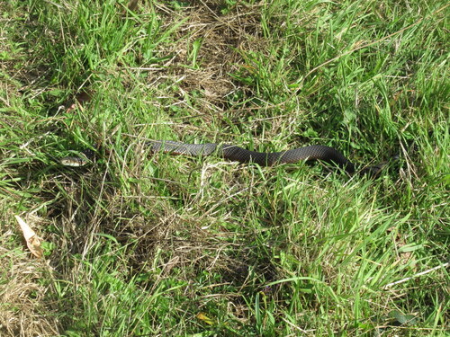 Lowlands Copperhead sighting