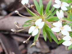Stylidium adnatum