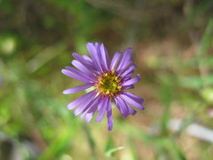 Vittadinia cuneata