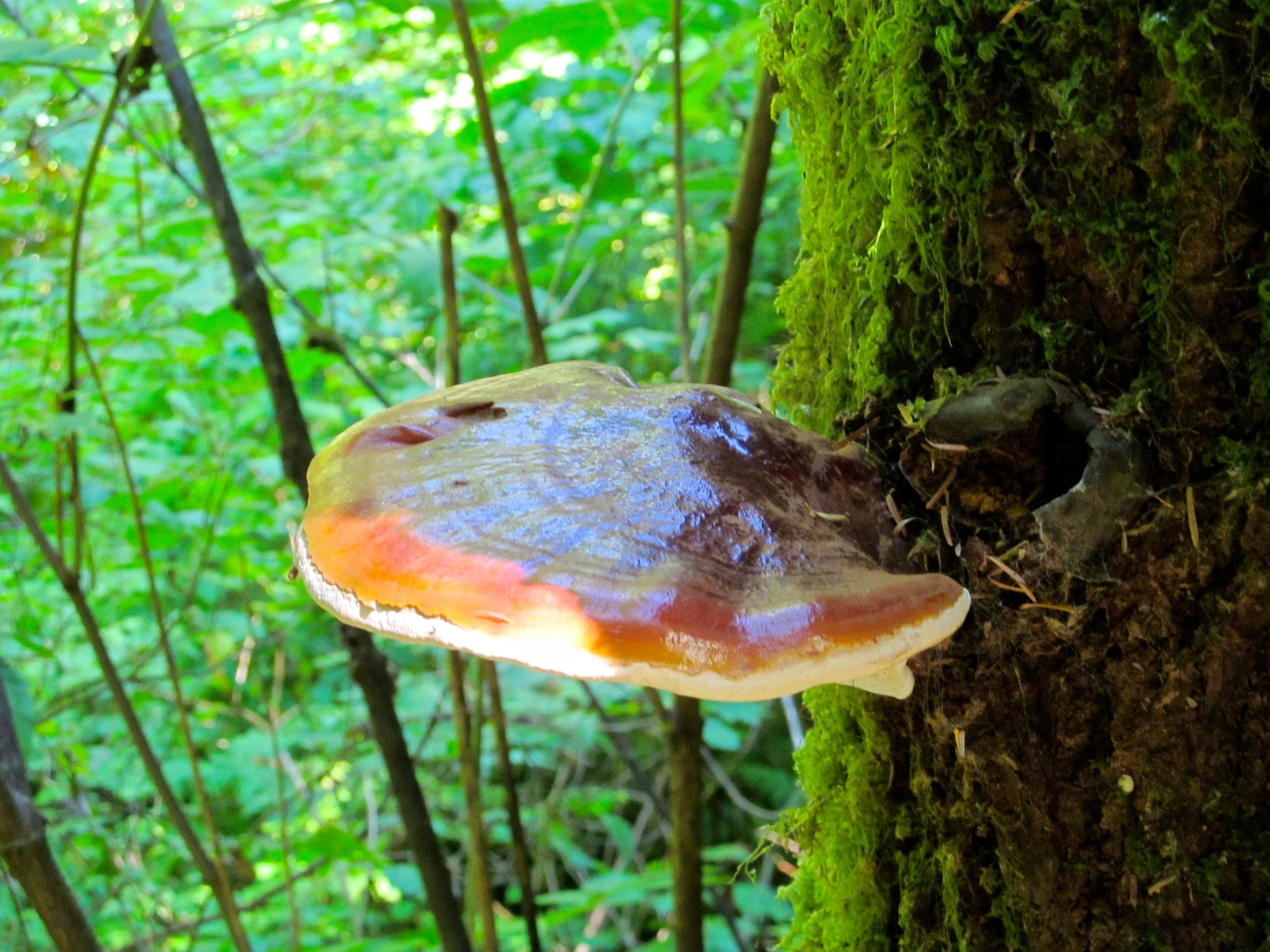 Ganoderma oregonense image