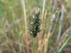 Enneapogon nigricans